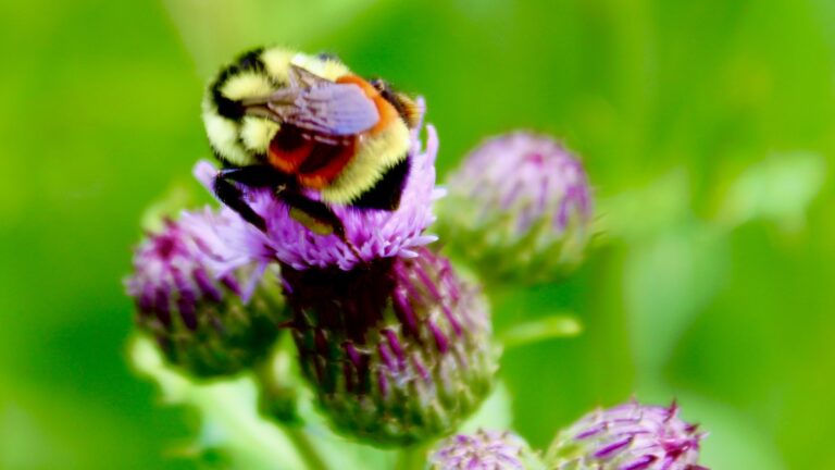 Wild berries depend on the unique buzz-pollination skills only our native bumble bees bring to the boreal forest.