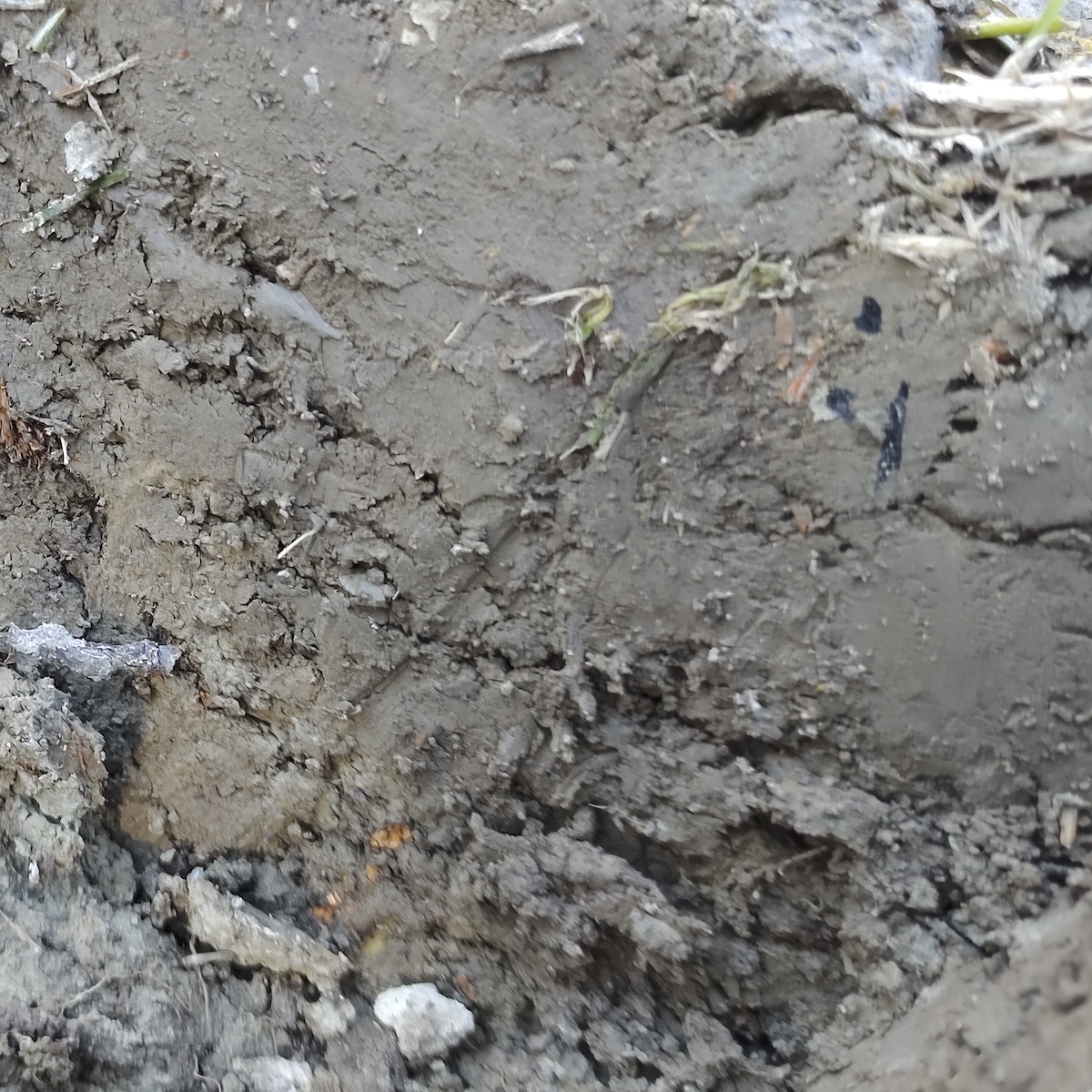 Raw, sticky, and full of potential, these heavy blocks of wild earth came straight from the ground.