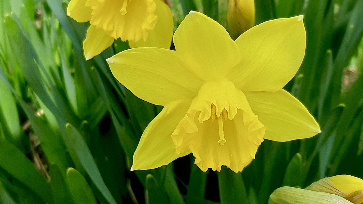 The land lab is officially waking up as these bright, resilient blooms finally break through the winter drab.