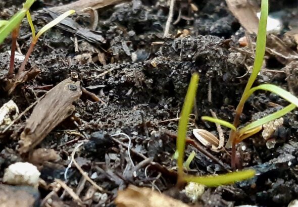 Tiny green threads of dill lift flat, striped seed hulls out of the coarse earth.