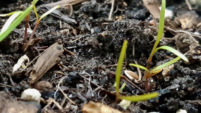 Tiny green threads of dill lift flat, striped seed hulls out of the coarse earth.