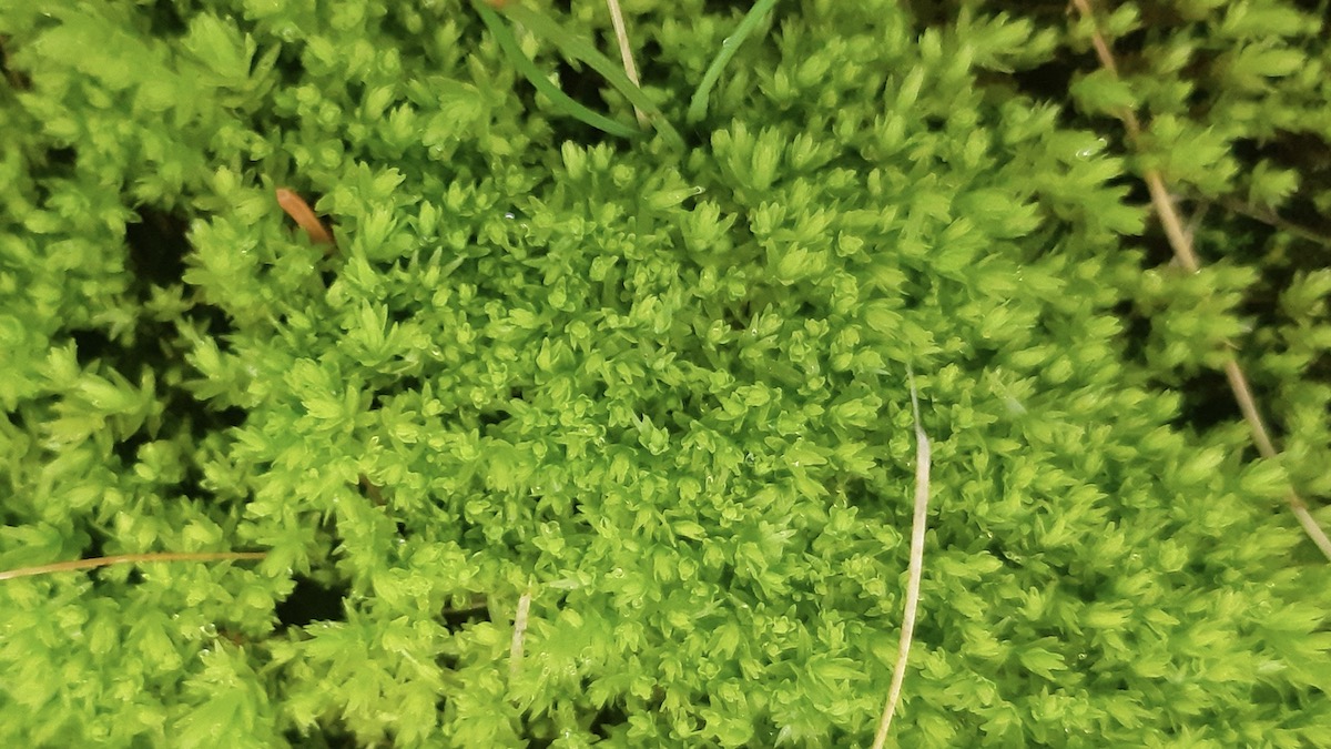 Vibrant glow moss carpets the damp boreal forest floor of Northwestern Ontario, creating a lush green wonderland. Lacking true roots, this microscopic ancient plant absorbs moisture directly through its leaves to survive harsh conditions.