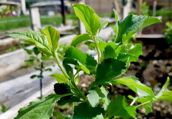 Growing Apple Trees in Northwestern Ontario