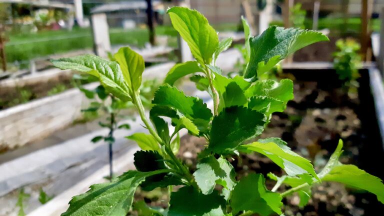 Growing Apple Trees in Northwestern Ontario