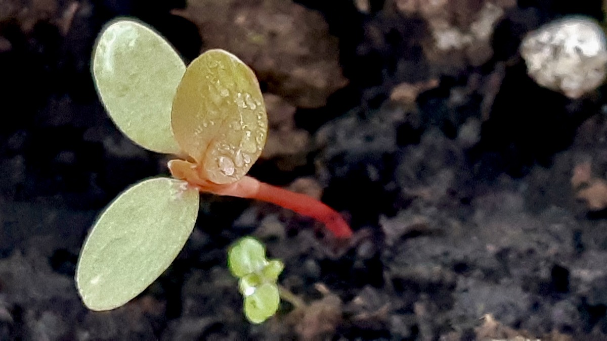 This summer, our community garden is blending hands-on arts programming with real-world climate action and scientific research. Native milkweed takes years to bloom, so we planted fast-growing Blood Flower for some immediate summer color.