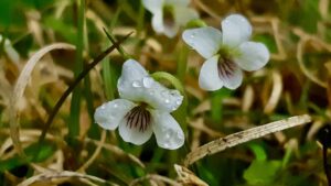 These tiny native violets hug the cold forest floor to survive harsh northern winds and early frosts. Intricate purple nectar guides act as vivid runway lights, directing early spring pollinators to these microscopic wildflowers.