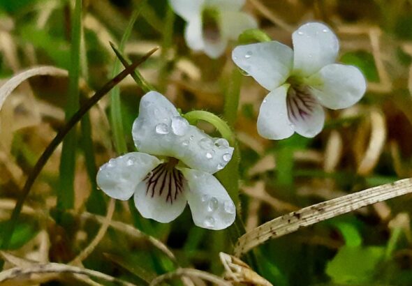 These tiny native violets hug the cold forest floor to survive harsh northern winds and early frosts. Intricate purple nectar guides act as vivid runway lights, directing early spring pollinators to these microscopic wildflowers.