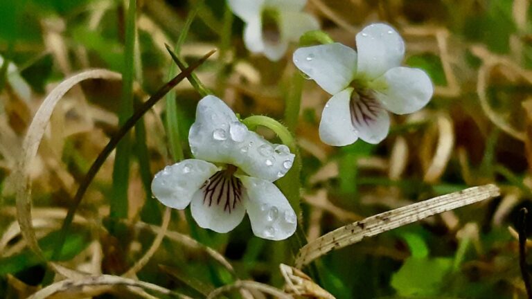 These tiny native violets hug the cold forest floor to survive harsh northern winds and early frosts. Intricate purple nectar guides act as vivid runway lights, directing early spring pollinators to these microscopic wildflowers.