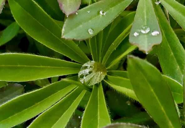 Rain Catchers: A single bead of rainwater rests perfectly in the center of a radiating lupine leaf, capturing the quiet, green morning light of a northern garden.