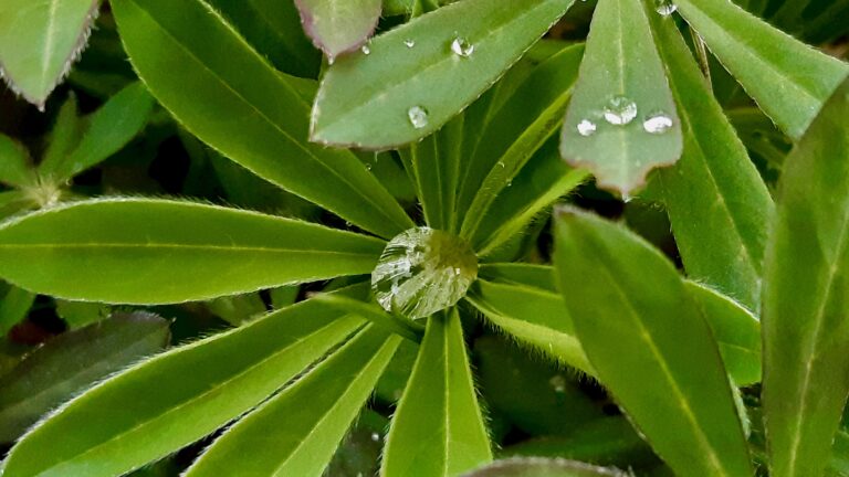 Rain Catchers: A single bead of rainwater rests perfectly in the center of a radiating lupine leaf, capturing the quiet, green morning light of a northern garden.