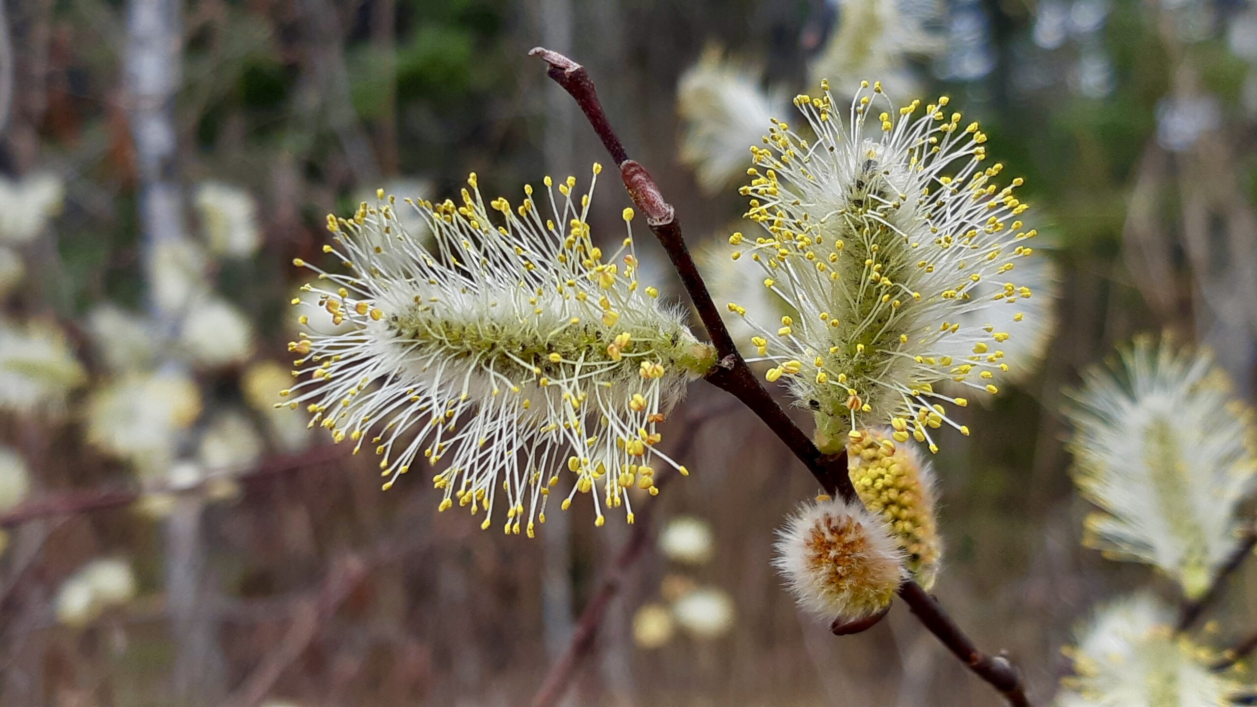 Watching the fuzzy grey buds turn into bright yellow catkins signals the true start of spring. These yellow pussy willow blooms offer critical nutrition to local pollinators when food sources are scarce.