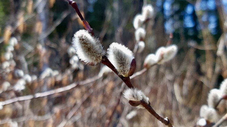 Squeezing these velvety soft catkins is the only acceptable way to celebrate the arrival of the mud.