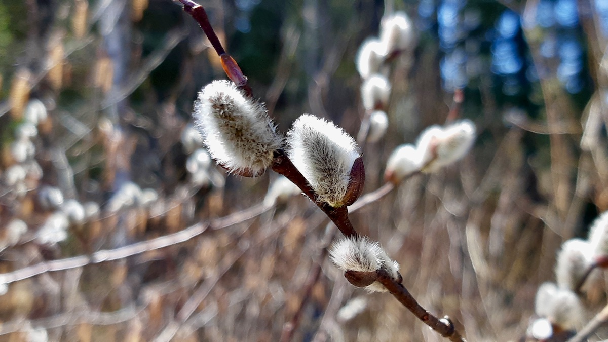 Squeezing these velvety soft catkins is the only acceptable way to celebrate the arrival of the mud.