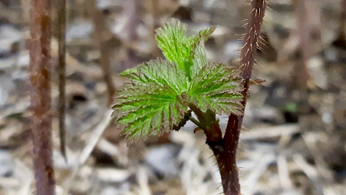 After a two-week delay from chilly spring weather, our raspberry canes are finally sprouting fresh green leaves. Cold weather held them back, but the community raspberry project at the land lab is officially underway.