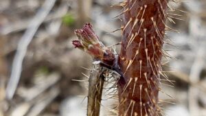 Fresh buds on raspberry canes signal that the backyard growing season is officially underway this May.
