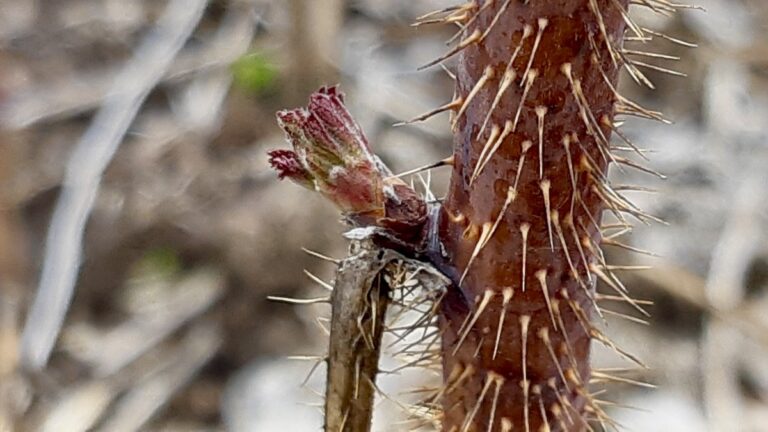 Fresh buds on raspberry canes signal that the backyard growing season is officially underway this May.