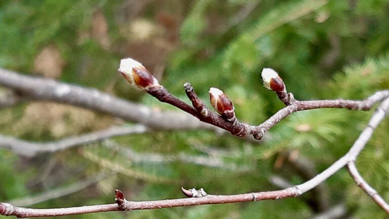 Watching the slow emergence of Saskatoon berry buds brings a welcome sign of life this May.