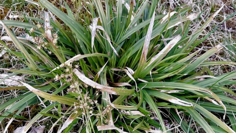 This rugged clump of Common Wood-rush stands out against the surrounding terrain at our Northwestern Ontario land lab. The plant showcases its characteristic wide, flat leaves mixed with weathered, papery brown tips left over from surviving a brutal Boreal winter under the snow. On the left side, the newly emerging spring flower clusters are already waving on thin stalks above the dense mound.