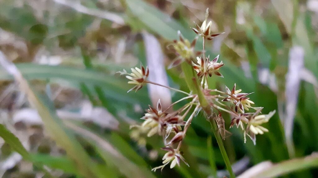A macro view captures the intricate, star-shaped blossoms of the wood-rush actively blooming in late May. Each individual flower reveals six distinct, pointed tepals surrounding yellow, pollen-bearing stamens that highlight its distant evolutionary connection to the lily family. Look closely at the center stem just below the branching clusters to spot a tiny, perfectly camouflaged insect using the native plant for early-season habitat.