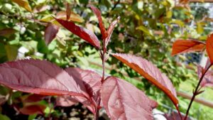 This unique seedling continues to produce vibrant maroon leaves long after its siblings reverted back to a standard green rhythm. Fresh, tender growth actively unfurls at the main shoot, proving that the striking color is a permanent genetic trait rather than temporary stress.
