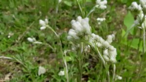 From rocky outcrops to dry fields, Field Pussytoes thrives where other plants fail.
