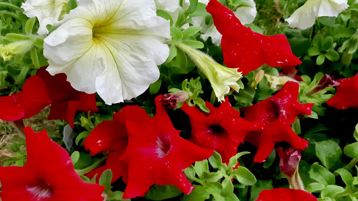 The Dyment Recreation Hall and complex greenspace just got a vibrant upgrade this weekend! We’ve officially planted these gorgeous red and white petunias to bring some bright, seasonal color to our community recreation park. Next time you're dropping by for an event or a walk, make sure to check out the fresh landscaping!