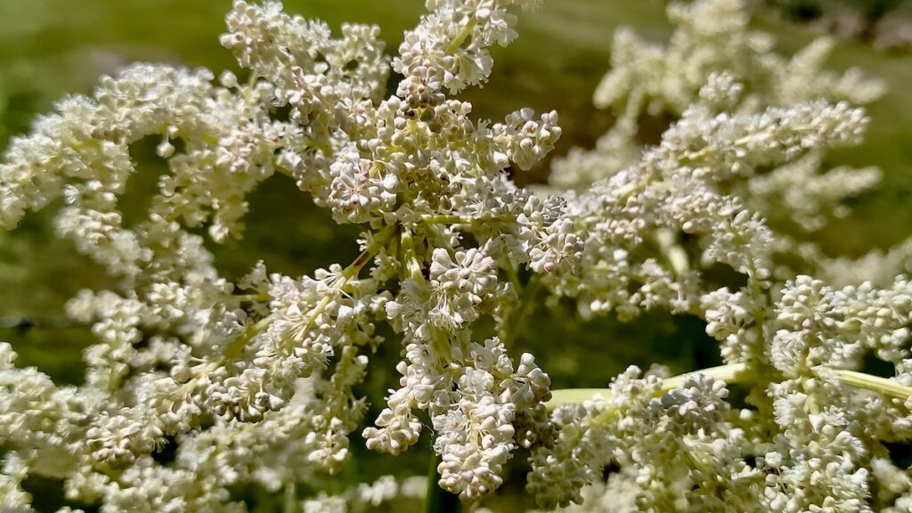Did you know that rhubarb actually flowers? While we usually focus entirely on those tart, crunchy stalks, mature rhubarb plants love to put on a show in the late spring or early summer by shooting up massive, dramatic flower stalks.