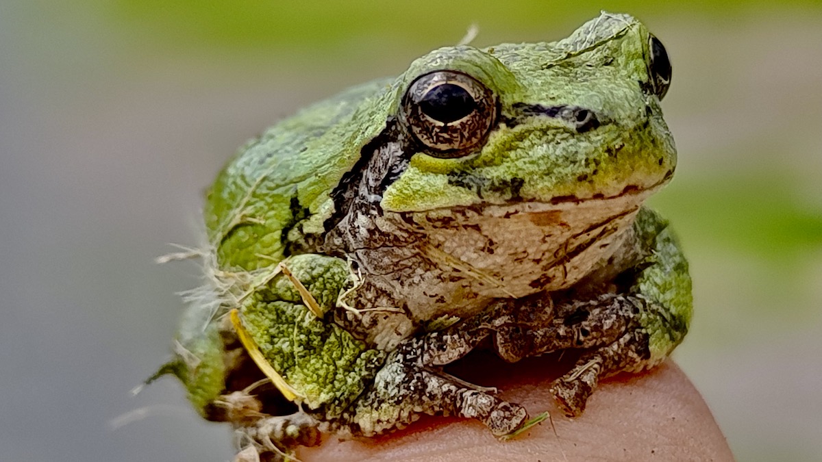 A tiny green gem: A Gray Treefrog (Hyla versicolor) perches on a fingertip in Melgund Township, Ontario. Despite its name, this native amphibian can shift its color from mottled gray to vibrant green to blend seamlessly into the Boreal forest canopy.