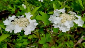 Look closely at the white flowers of Ontario's highbush cranberry. Its unique blossom design and maple-like leaves make it easy to spot in the wild.