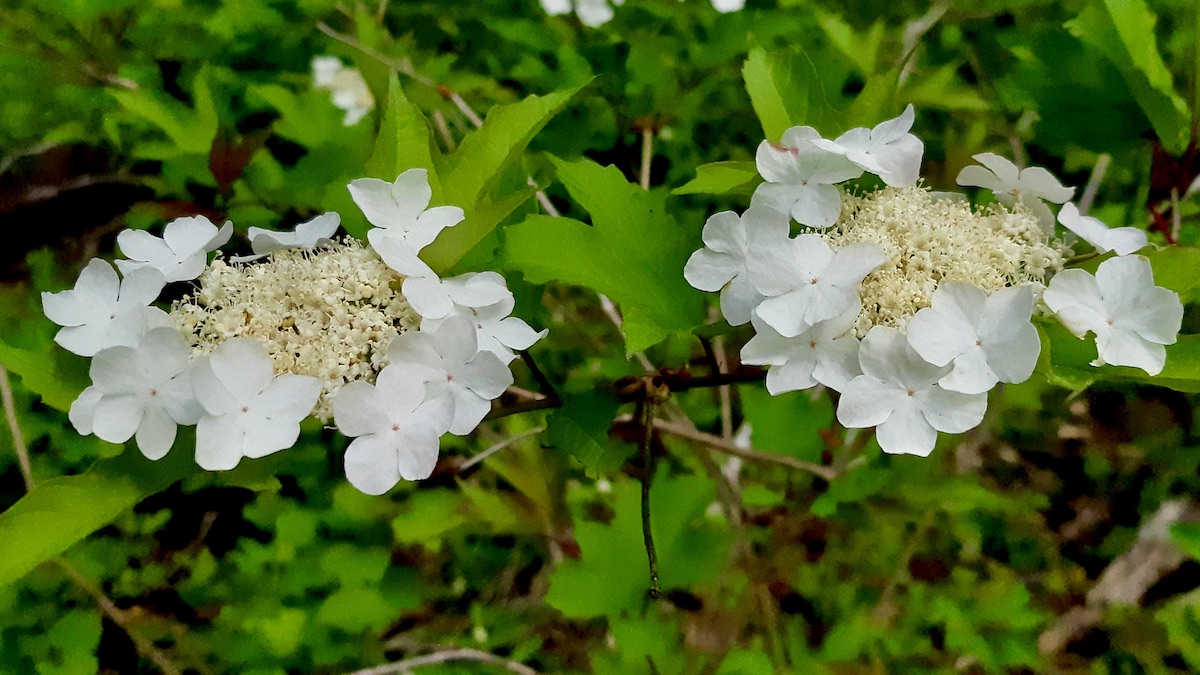 Look closely at the white flowers of Ontario's highbush cranberry. Its unique blossom design and maple-like leaves make it easy to spot in the wild.