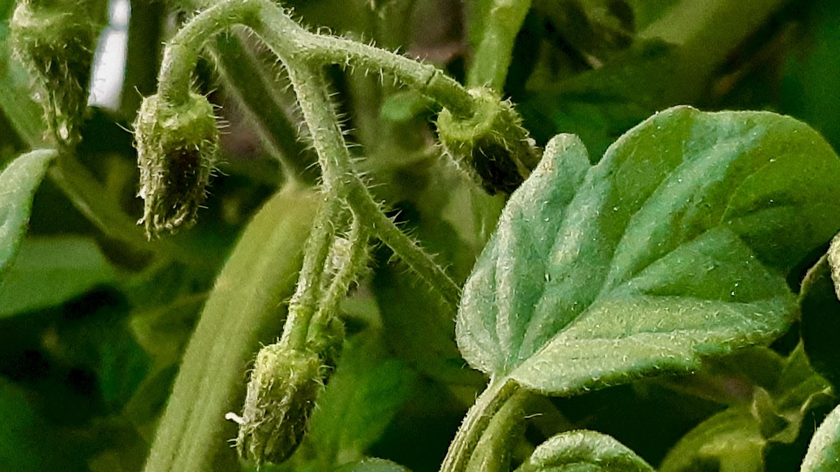 Master the art of cultivating healthy, heavy-fruiting tomato plants even when the growing season gets a late start.