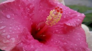 Beautiful blooms like this hibiscus do more than just revitalize neglected local parks; they serve as a powerful anchor for community placemaking. Standing side-by-side to tend to demanding flora allows neighbors from entirely different walks of life to shed social hierarchies, spark conversations, and build the social networks necessary to combat modern isolation and seasonal depression.
