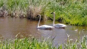 Terri bell captured this photo of a pair of majestic Trumpeter Swans gliding gracefully through a lush, sunlit marsh near Melgund Township, Northwestern Ontario.