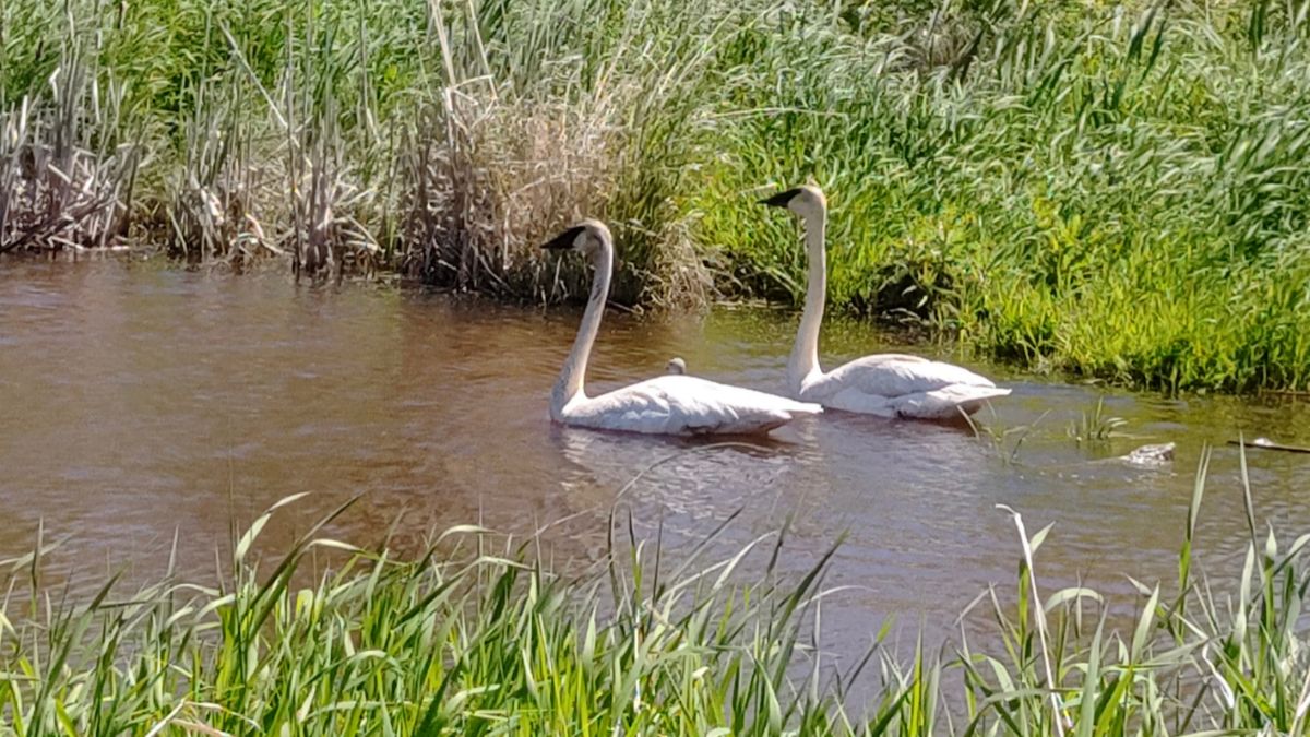 Terri bell captured this photo of a pair of majestic Trumpeter Swans gliding gracefully through a lush, sunlit marsh near Melgund Township, Northwestern Ontario.