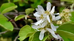Northwestern Ontario's Saskatoon berries are flowering two weeks later than normal, but the bushes are bursting with life. Here is why we are keeping a close eye on the woods and getting ready for pie season.