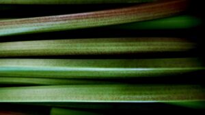 Mother Nature’s sour candy just got an upgrade. Gather around to see how a bumper crop of robust stalks is transforming dessert today.