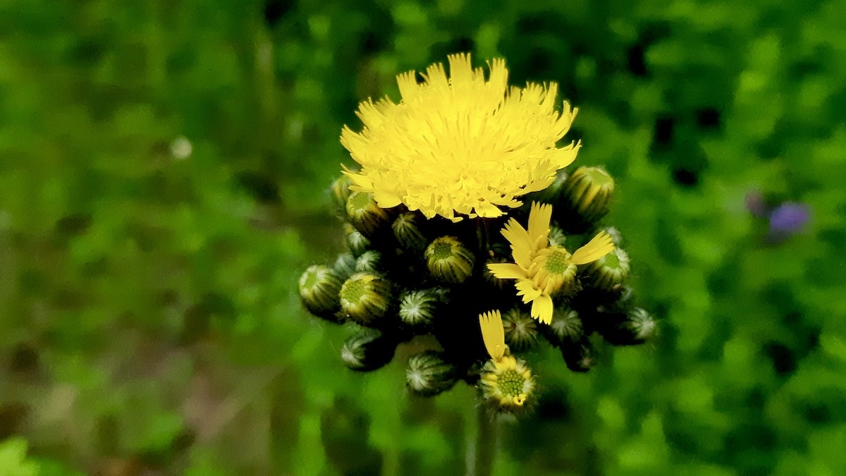 From gravelly paths to open clearings, yellow hawkweed brings a splash of gold to Ontario.