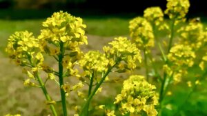 Brighten your spring by discovering Yellow Rocket, a historic wild mustard that feeds early Ontario pollinators.