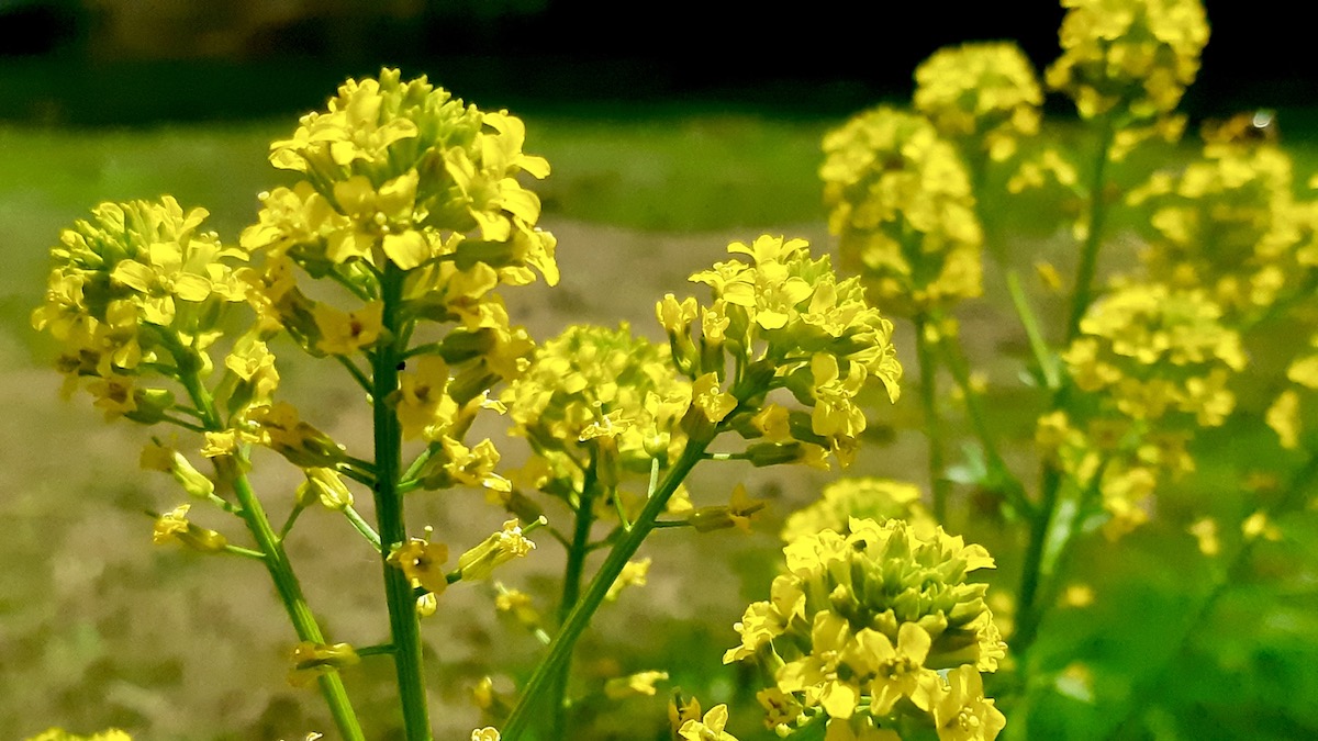 Brighten your spring by discovering Yellow Rocket, a historic wild mustard that feeds early Ontario pollinators.