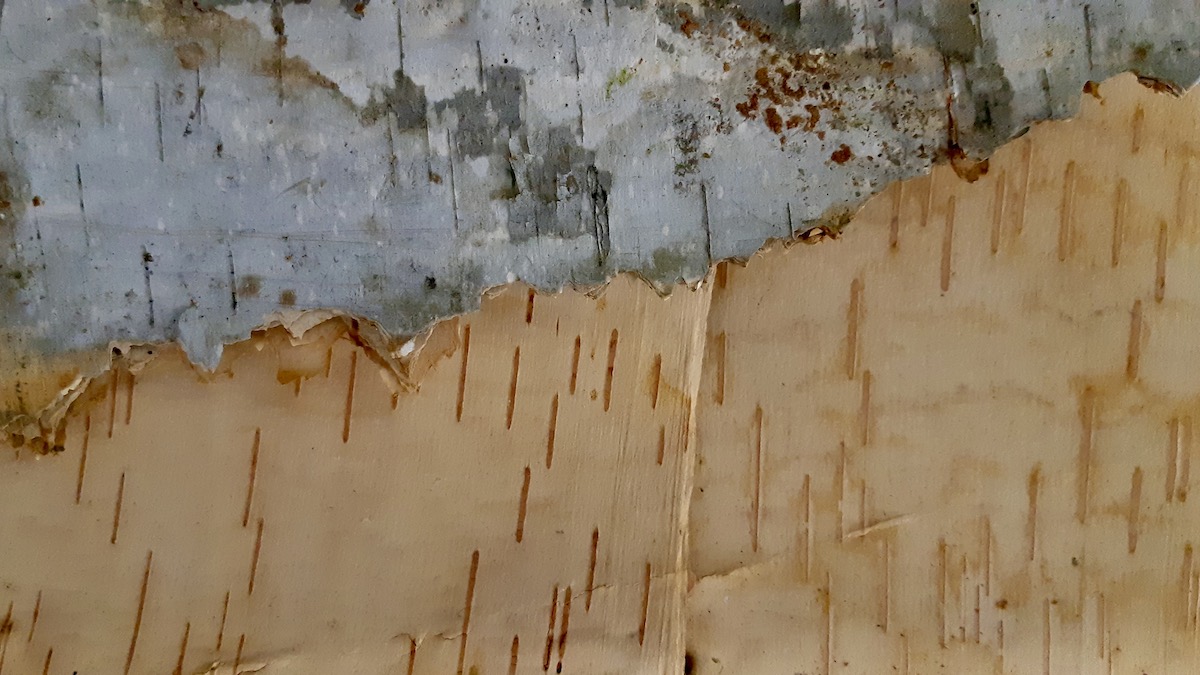 Birch bark is a highly responsive firing material that burns quickly in low oxygen conditions, producing intense carbon black that transfers directly onto clay surfaces during pit firing.