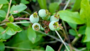 Blueberries are starting to ripen. A few more weeks and we'll be picking!