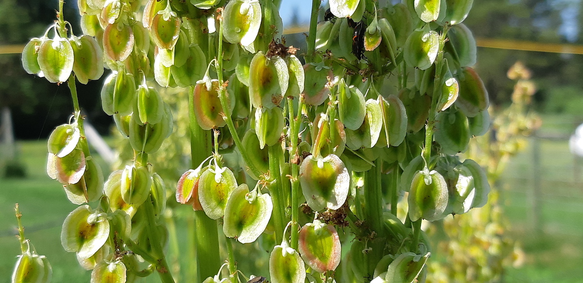 Clusters of winged rhubarb seeds hang heavy on their stalks in early July, slowly transitioning from a pale green to a warm, papery rose. Harvesting these pods right as they begin to dry ensures a high yield of viable seeds before summer winds scatter them across the garden. Saving them now guarantees a brand-new generation of hardy, tart perennials for future spring plantings.