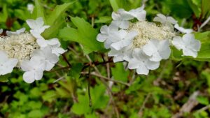 A beautiful cluster of native highbush cranberry blossoms blooming along the trails surrounding our land lab.