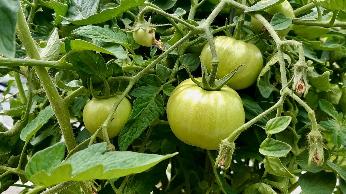 Tomatoes Coming Along