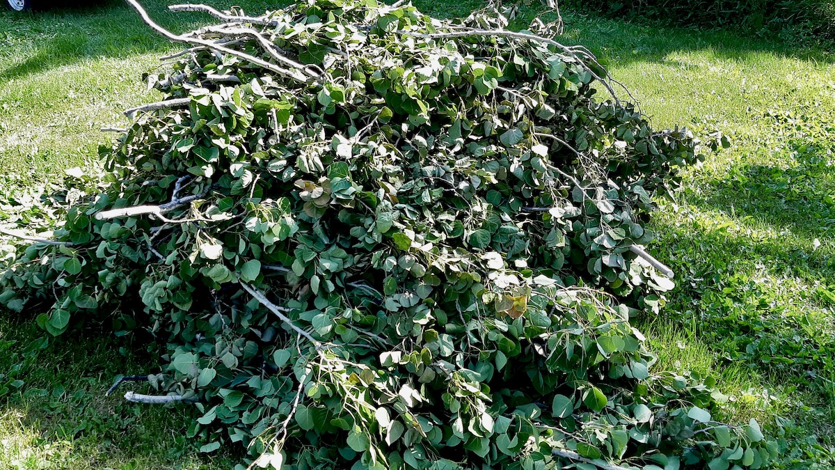 Freshly cut poplar branches drying down under the sun, preparing for a fall pit firing season.