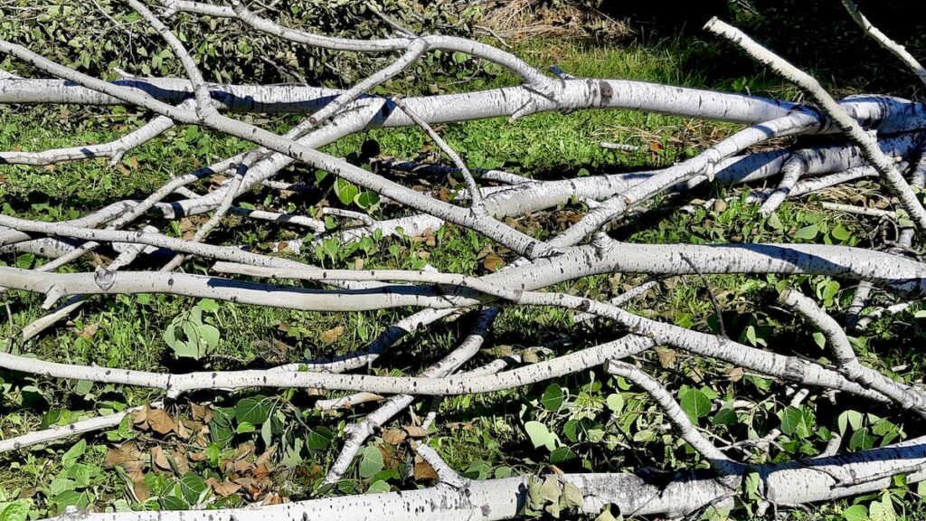 Most of the poplar branches will be split for firewood, but there’s still more than enough left to fuel several days of pit firing this fall.