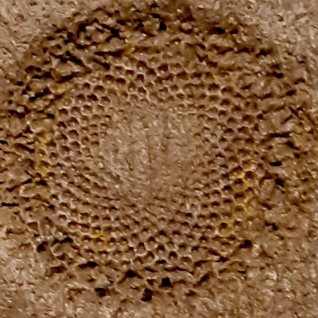A super close up of the head of a daisy pressed into the wild Melgund township clay we're testing this summer.