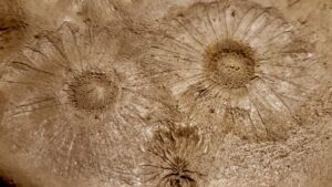 A close-up of daisy impressions in freshly harvested wild clay from Borups Corners, Melgund Township. This simple test is helping us discover just how well our local clay captures fine detail before drying and firing. Every petal, vein and tiny texture offers another clue as we explore its potential for pottery, sculpture, slips and other ceramic projects.