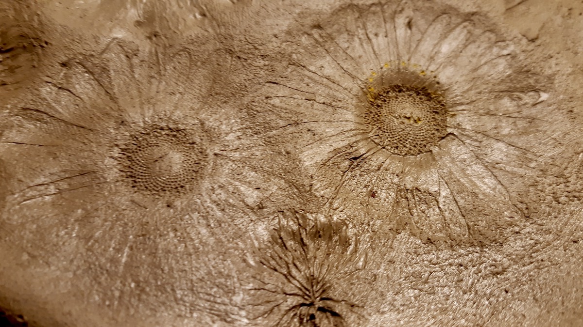 A close-up of daisy impressions in freshly harvested wild clay from Borups Corners, Melgund Township. This simple test is helping us discover just how well our local clay captures fine detail before drying and firing. Every petal, vein and tiny texture offers another clue as we explore its potential for pottery, sculpture, slips and other ceramic projects.