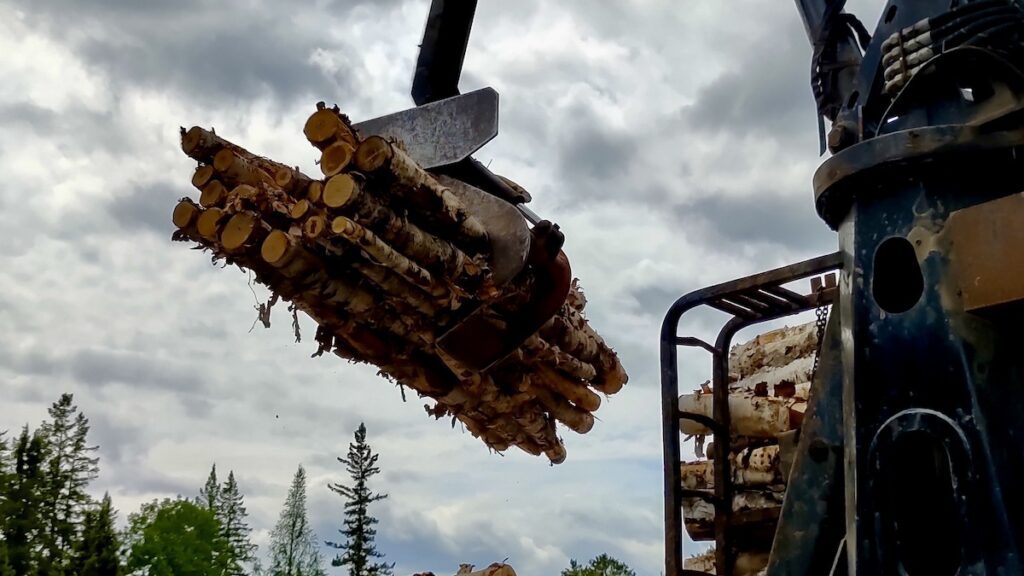 Birch logs being sorted for winter heating, while loose bark is gathered as a flexible material for visual art, surface work, and outdoor pottery experiments.